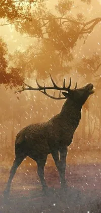 Water Branch Deer Live Wallpaper