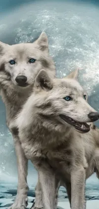 Looking for a captivating live wallpaper for your phone? Check out this unique digital collage featuring two stunning white wolves standing in front of a mesmerizing full moon