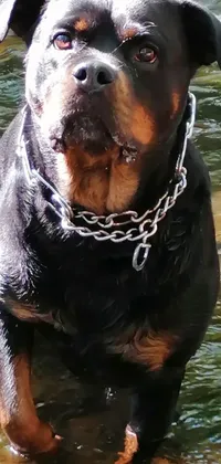 This phone live wallpaper showcases an impressive dog standing in a shallow creek with a rugged face and a large chain around its neck