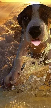 Water Carnivore Dog Live Wallpaper