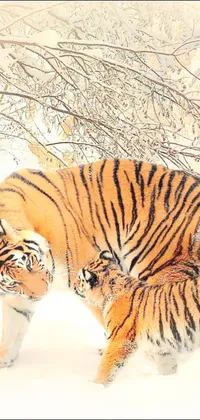 This live phone wallpaper displays a heartwarming scene of two tigers standing together on a snow-covered ground