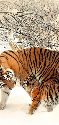 Decorate your phone's home screen with this stunning live wallpaper featuring two majestic tigers standing together in a snowy landscape