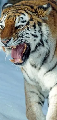 This live phone wallpaper features a beautiful, close-up image of a fierce tiger walking through a snowy field