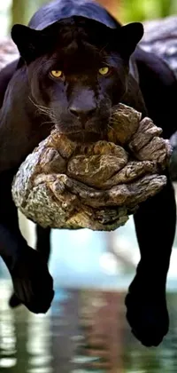 This live wallpaper features a striking black panther holding a large piece of wood in its jaws