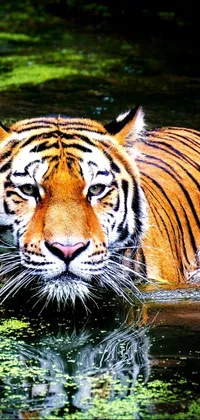 Get ready to elevate your phone's appearance with this amazing tiger live wallpaper