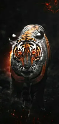This phone live wallpaper features a striking depiction of a walking tiger in a dark forest environment