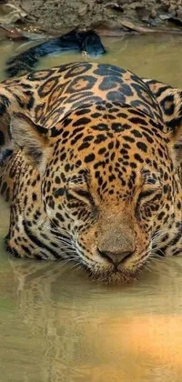 Experience the wild beauty of a leopard up close with this stunning live wallpaper for your phone