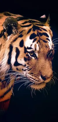 This stunning live wallpaper features a close-up of a tiger on a black background, with a spooky filter applied