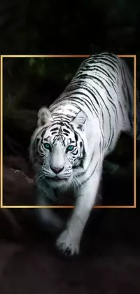 This live wallpaper showcases a visually stunning and majestic white tiger set against a striking golden frame