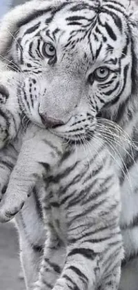 This live wallpaper features a photorealistic image of two white tigers hugging and cradling each other
