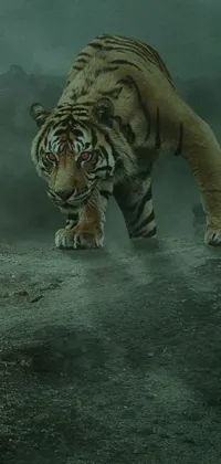 Discover a stunning live wallpaper featuring a majestic tiger standing on a dirt field