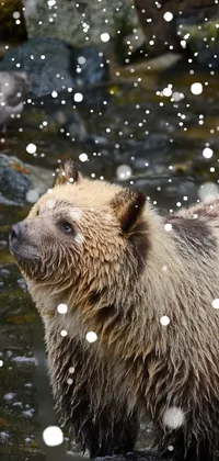 bear in snow  Live Wallpaper