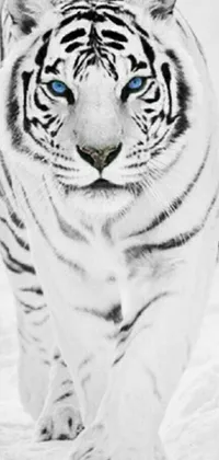 This captivating live wallpaper showcases a white tiger walking through a snow-covered field, as captured in a stunning black and white photograph