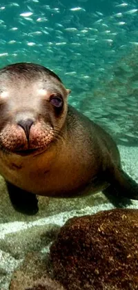 This lively phone live wallpaper features a captivating close-up of a sea lion enjoying a dip in the water