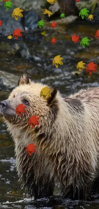This live wallpaper features an adorable bear standing in a clear stream of water, perfect for nature lovers