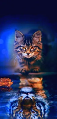 Water Cat Liquid Live Wallpaper