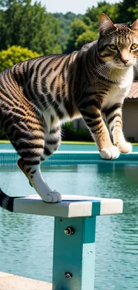 Water Cat Vertebrate Live Wallpaper