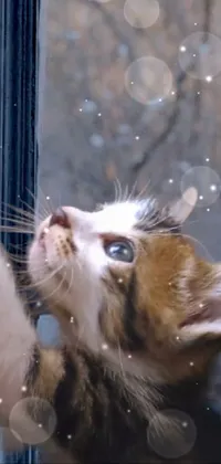 Water Cat Window Live Wallpaper