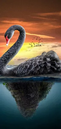Water Cloud Black Swan Live Wallpaper