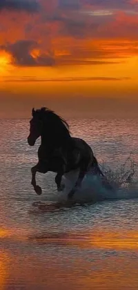 This stunning live wallpaper depicts a magnificent black horse running through the crystal clear waters of the sea at sunset