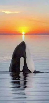 This stunning live wallpaper features a realistic image of an orca whale swimming in the ocean at sunset