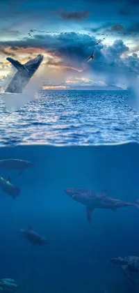This stunning live wallpaper for your phone depicts a vibrant ocean scene with a group of dolphins swimming and playing in the crystal-clear water