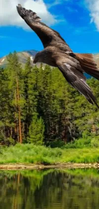 Experience the stunning natural beauty of Colorado mountains with this live phone wallpaper! A mesmerizing image of a majestic bird soaring over a crystal clear body of water and a lush forest background will create the perfect screensaver