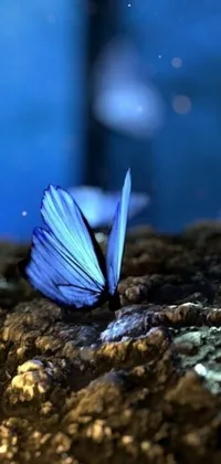 This stunning phone live wallpaper showcases a beautiful blue butterfly perched on a smooth rock