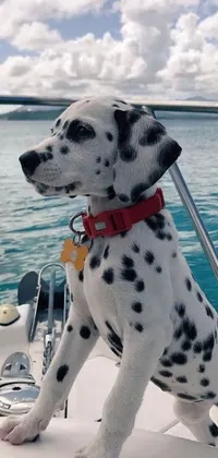 This live phone wallpaper features a delightful dalmatian sitting on a boat