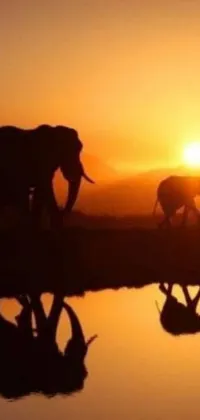 This live wallpaper features a serene scene of two elephants standing together at sunset by a body of water