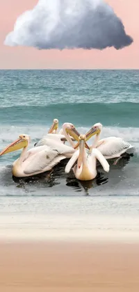 This stunning phone live wallpaper features a group of pelicans perched on a rock in the ocean