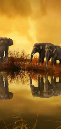 Discover a stunning live wallpaper for your phone featuring two majestic elephants standing beside a tranquil body of water