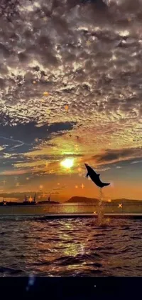 This phone live wallpaper captures the striking beauty of nature with a serene scene of a bird soaring above a body of calm water during sunset