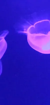 Experience the serene beauty of the ocean with this phone live wallpaper featuring two jellyfish floating together