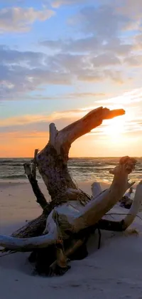 This live wallpaper is a serene depiction of a piece of driftwood resting on a sandy beach