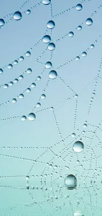 This phone live wallpaper showcases a detailed spider web with water droplets and floating molecules