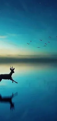 This live wallpaper showcases the serene beauty of nature