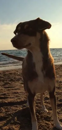 This phone live wallpaper features a charming brown and white dog standing atop a sandy beach with waves gently lapping at the shore