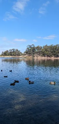 This live wallpaper showcases a peaceful lake scenery with a flock of ducks swimming on the surface