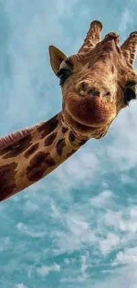 This live phone wallpaper features an up-close photograph of a delightful giraffe, with a captivating cloudy sky in the background