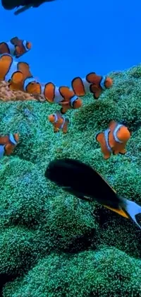 Water Clownfish Anemone Fish Live Wallpaper