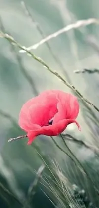 This live wallpaper displays a stunning image of a red flower set against a green field