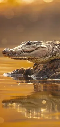 Water Crocodile Alligator Live Wallpaper