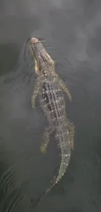 Water Crocodile Nile Crocodile Live Wallpaper
