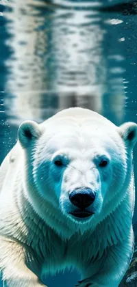 Water Daytime Polar Bear Live Wallpaper