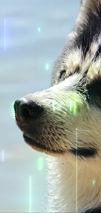 Upgrade your phone's screen with a breathtaking live wallpaper featuring a stunning husky dog by a serene body of water