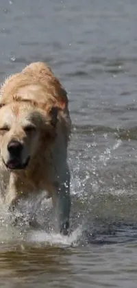 This phone live wallpaper showcases a lively dog running through the water, with a beautiful sandy beach in the background