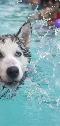 This phone live wallpaper showcases a energetic siberian husky dog swimming in a refreshing pool surrounded by people in the background