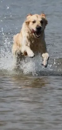 Water Dog Carnivore Live Wallpaper