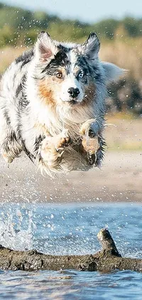 This lively phone live wallpaper showcases an active Australian Shepherd dog mid-jump over a reflective body of water